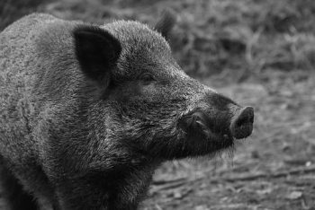 wild-boar-1797731__340