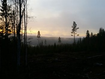 mars-skog