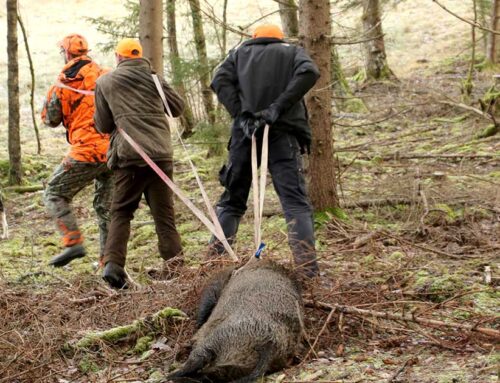 Fler klarar teoriprovet i jägarexamen