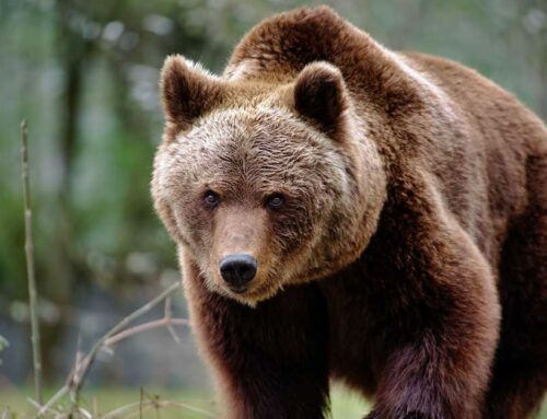 Förändrat ersättningsförslag för björnskador till samebyarna