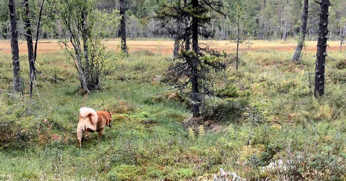 Skogsfågeljakt