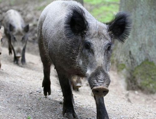 Tyskland bygger nytt staket för att stoppa afrikansk svinpest