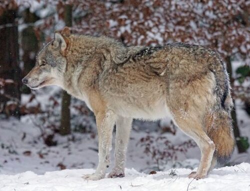 Ingen vargjakt i vinter – samtliga län får avslag i domstol