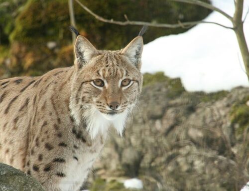 Licensjakten på lodjur 2026 – så är tilldelningen i olika områden