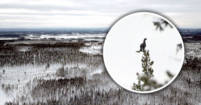 Toppfågeljakt med jaktgymnasiet vid Älvdalens Utbildningscentrum