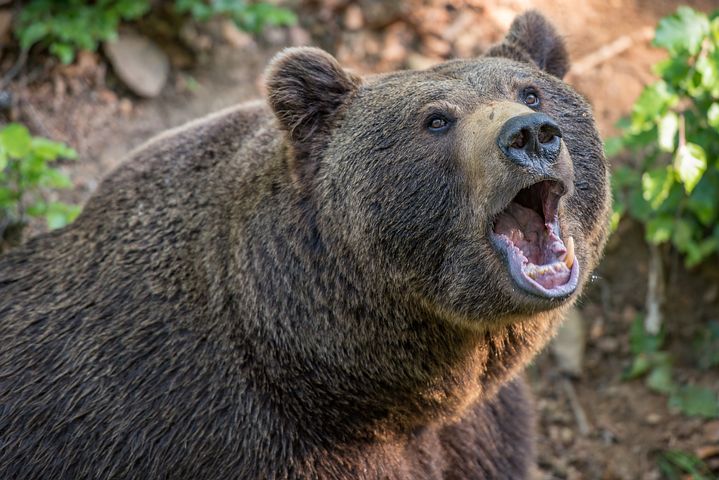 björn