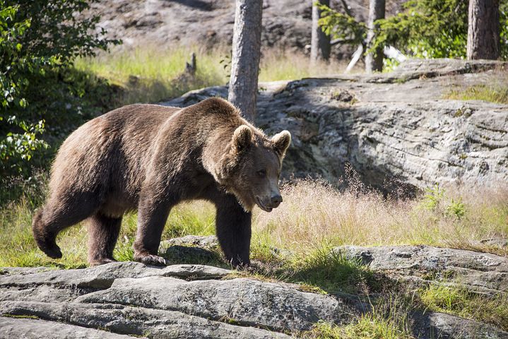 Björnjakt illegal jakt björnåtel