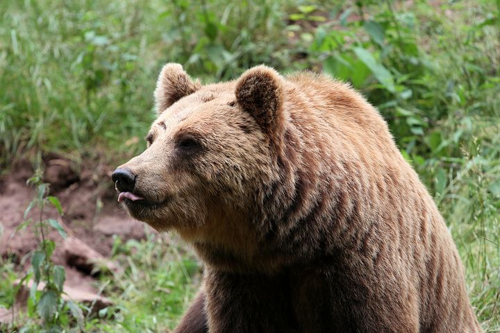björnjakt jaktbrott björnattack