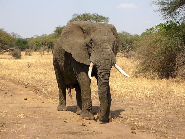elefantjakt