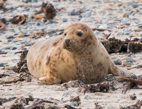 Säljakt 2026 igång – så ser reglerna ut