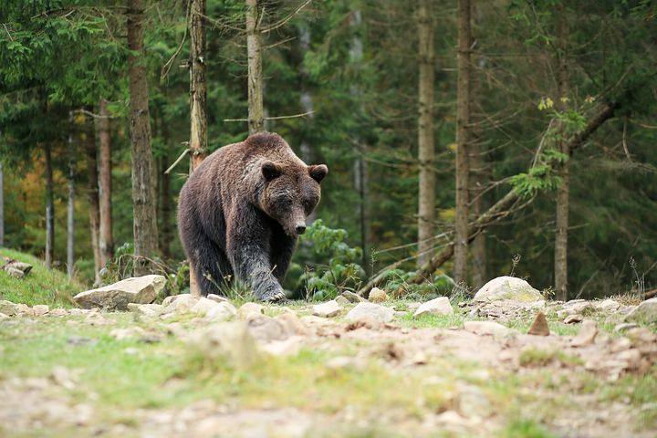 björn Björnjakt