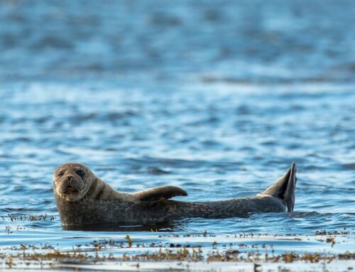 Ny, enklare rapportering av säljakt