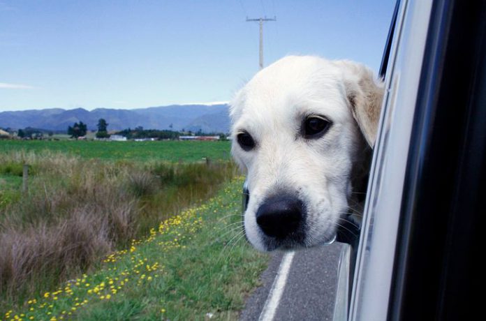 hund i bil