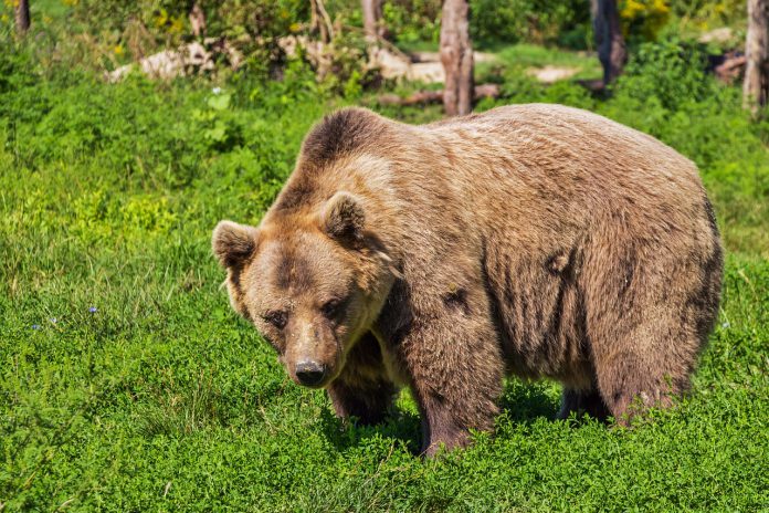 björnjakt viltvårdsområde åtel