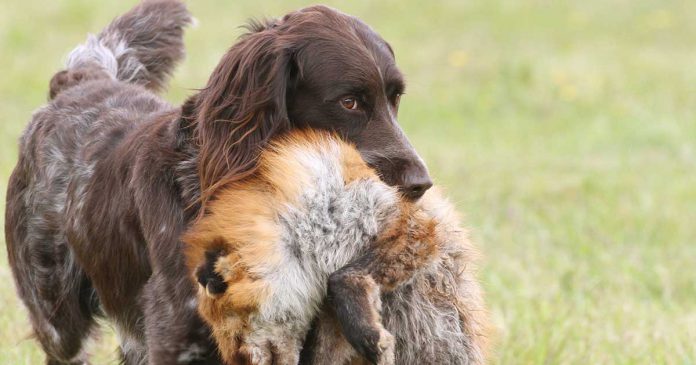 hundtraning-apport Hundträning apportering rävapport