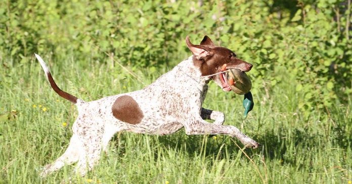 apport-hund apporterande hund