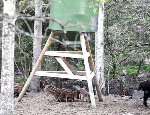 Nya regler för åtling och åteljakt från 1 april