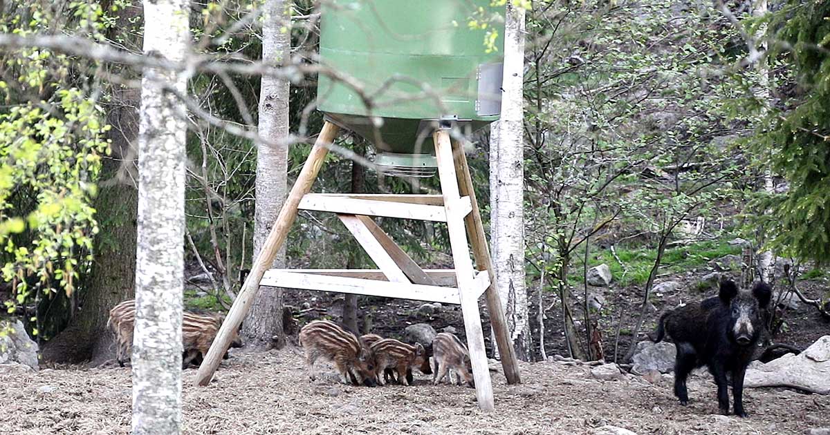 Vildsvinsjakt vildsvin åtel