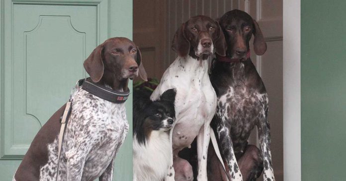 Hundskolan-utslapp Hundskolan, släppa ut hunden