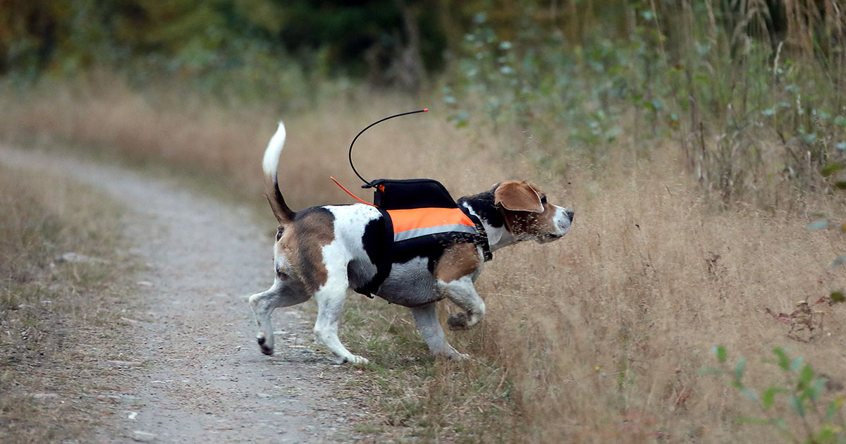 SmåviltsjaQt i Sidertjärn, beagle