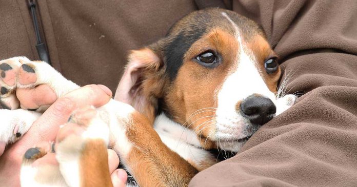 i-famnen Hundvalp, stövare