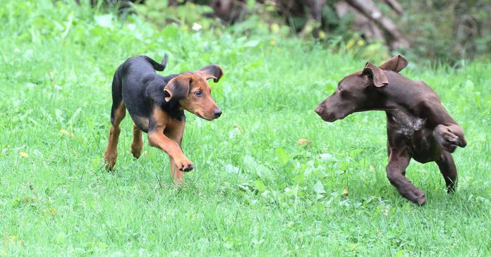 hundvalp-lika-barn-leka-bast Hundvalp