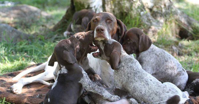 hundmamma Hundvalpar