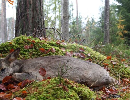 Ertappade tjuvjägare under hundpromenad