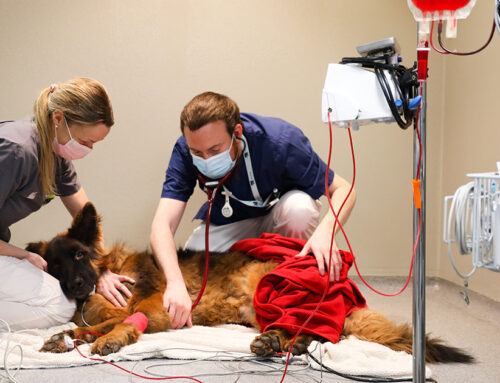 Blodtransfusion – hundar behövs också som blodgivare