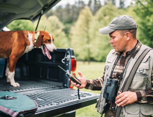 Den äldre jakthunden – Det händer med hunden när den blir äldre