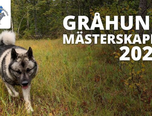 Live från Gråhundmästerskapet 2023