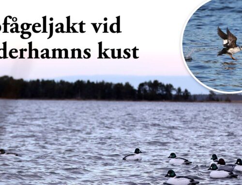 Film: Sjöfågeljakt vid Söderhamns kust