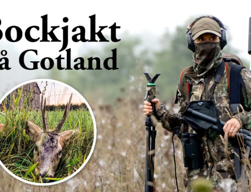 Film: Bockjakt på Gotland