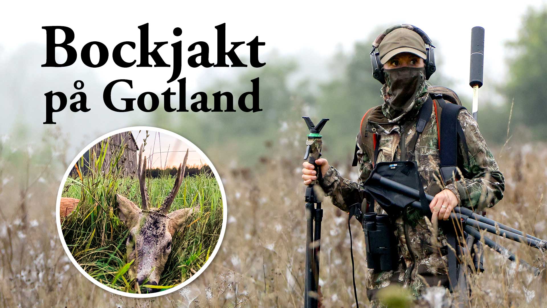 Bockjakt på Gotland