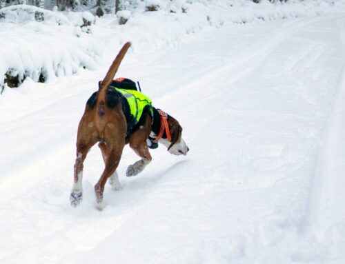 Försämrat luktsinne – är det noskvalster?