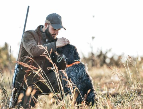 Egenundersökning av din hund