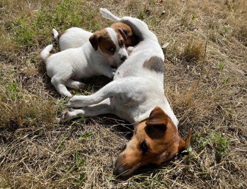 Min jakthund, en avelstik?