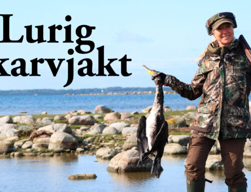 Film: Lurig skarvjakt på Gotland