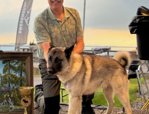 Spännande Gråhundsmästerskap avgjort i Sysslebäck