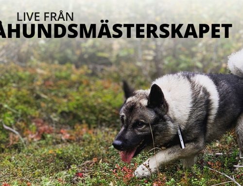 Live från Gråhundsmästerskapet 2024