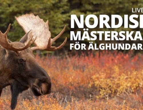 Live från Nordiska Mästerskapet för älghundar 2024