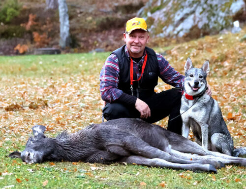 Älgjakt i Stockholms skärgård