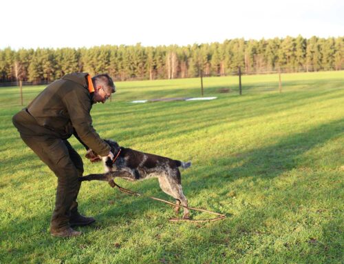 Hundars kamp och lek