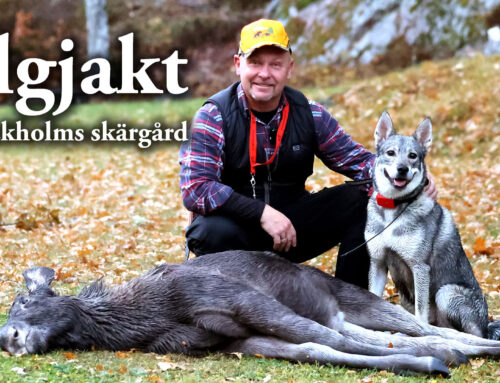 Film: Älgjakt i Stockholms skärgård