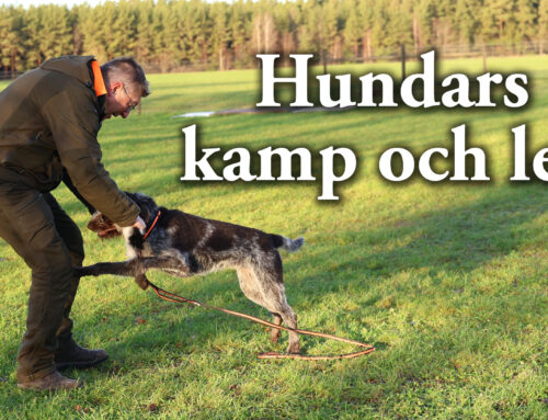 Film: Hundars kamp och lek