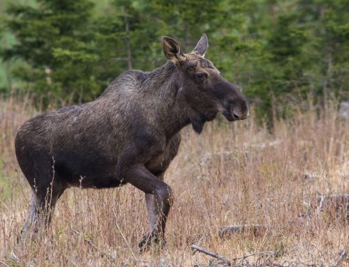 Älgstammen i Sverige: Utmaningar och framtida förvaltning