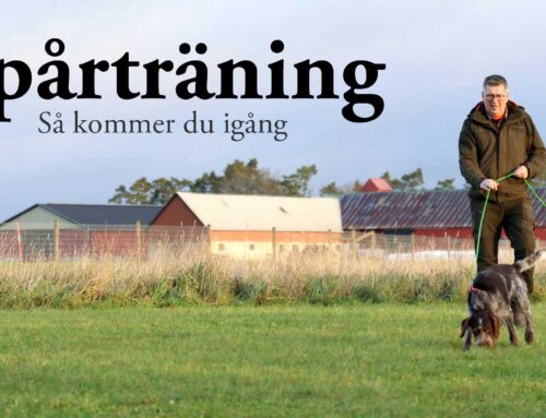 Film: Spårträning – En guide till effektiv och rolig träning