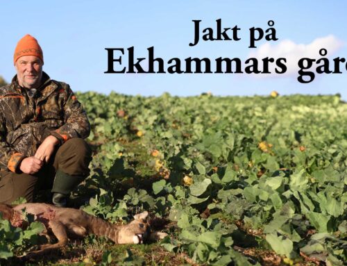 Film: Jakt på Ekhammars gård