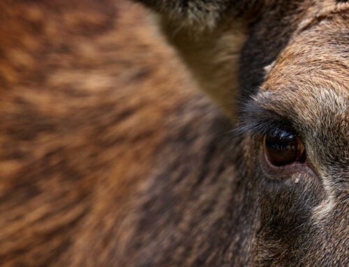 Skogsbolagens makt över älgjakten granskas – jägare larmar om hot och påtryckningar