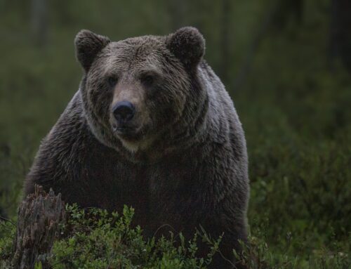 Björnattack under lodjursjakt – jägare tvingades skjuta